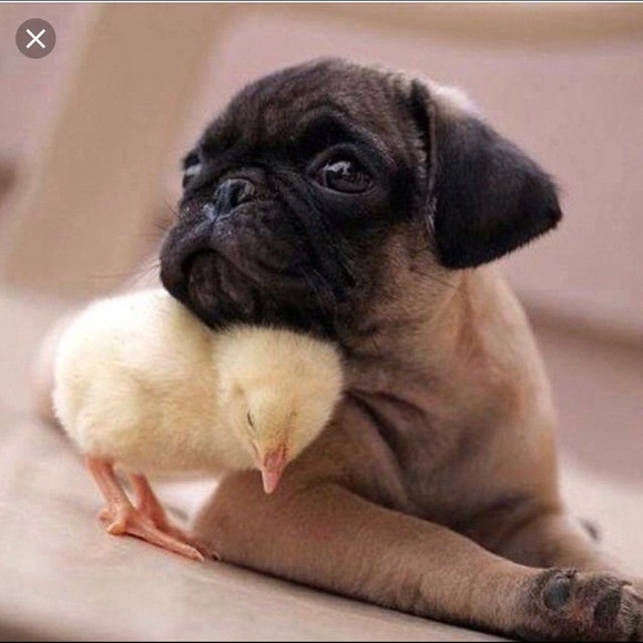 chickenandpug